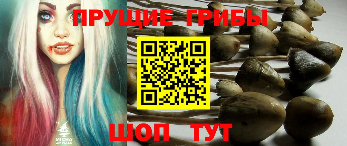 Псилоцибиновые грибы прущие грибы Апатиты