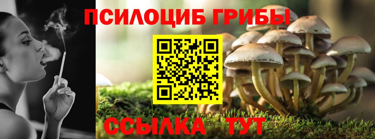 Псилоцибиновые грибы Psilocybe  Вход с VPN  Апатиты 